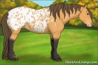 Horse Color:Buckskin Appaloosa Rabicano 