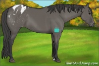 Horse Color:Grullo Sabino Varnish 