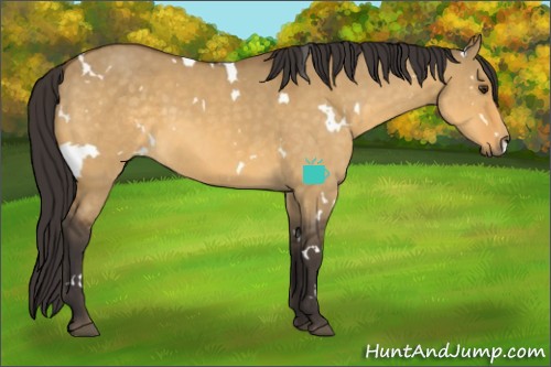 Horse Color:White Spotted Buckskin Dun 