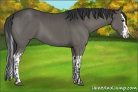 Horse Color:Grullo  and Grullo Splash 