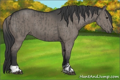 Horse Color:Grullo  and Grullo 