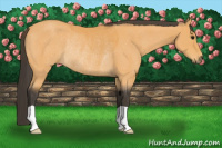 Horse Color:Buckskin Rabicano