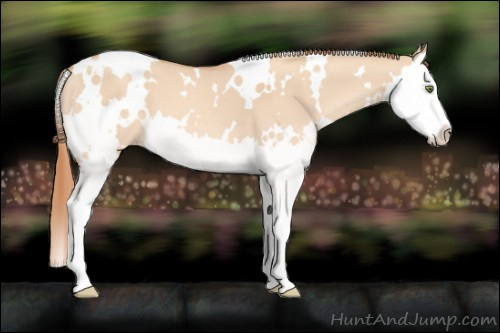 Horse Color:White Spotted Gold Champagne Dun Splash 