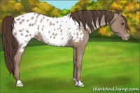 Horse Color:Classic Champagne Roan Near Leopard