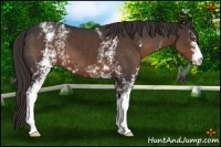 Horse Color:White Spotted Liver Chestnut 