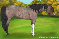 Horse Color:Brown Roan