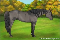 Horse Color:Grullo  and Grullo 