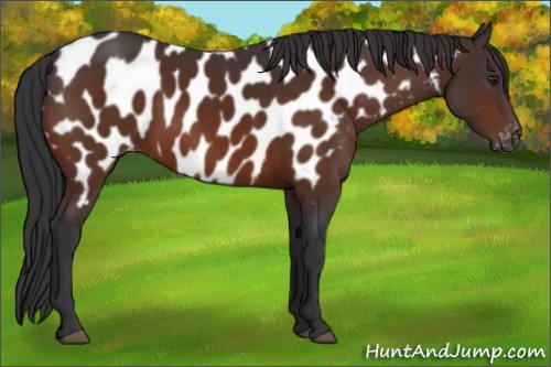 Horse Color:Brown Appaloosa 