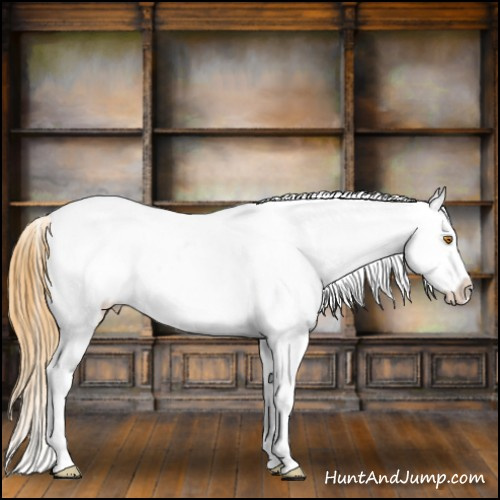 Horse Color:Buckskin Dun Splash Tobiano Blanket