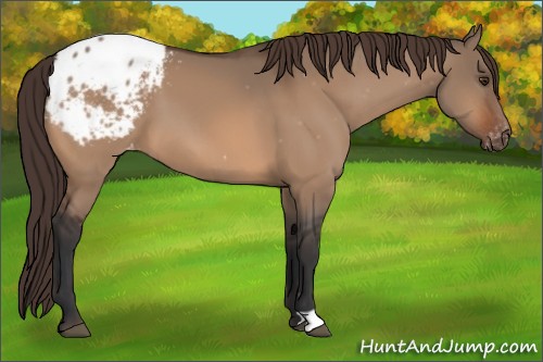 Horse Color:Bay Dun Appaloosa 