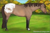 Horse Color:Bay Dun Appaloosa 