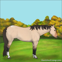 Horse Color:Bay Dun Tobiano 