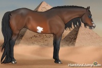 Horse Color:Bay Splash Frame Rabicano