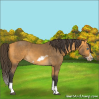 Horse Color:Buckskin Splash Frame Rabicano 