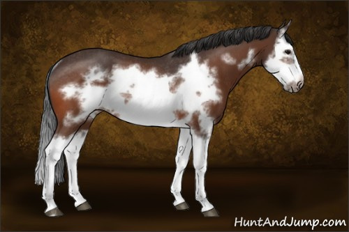 Horse Color:Bay Splash Frame Rabicano 