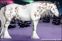 Horse Color:Silver Brown Dun Splash Tobiano Appaloosa 