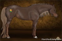 Horse Color:Liver Chestnut Rabicano 