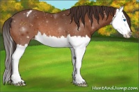 Horse Color:Buckskin Splash Appaloosa 