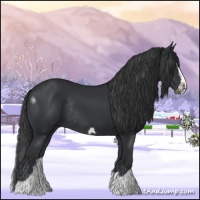 Horse Color:Black Splash Frame Rabicano 