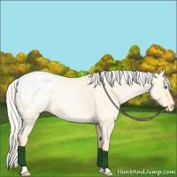 Horse Color:Silver Buckskin Roan Pearl Dun Appaloosa Rabicano 