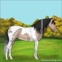 Horse Color:Bay Ice Dun Tobiano 