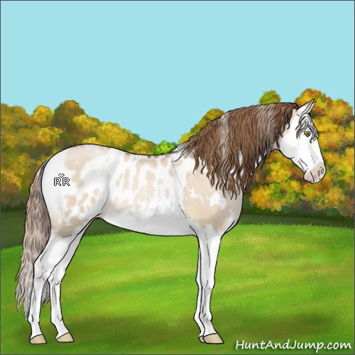 Horse Color:White Spotted Liver Red Dun Pearl Sabino Splash Appaloosa 