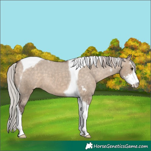 Horse Color:Silver Brown Dun Sabino Tobiano Varnish