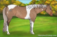 Horse Color:Silver Brown Dun Sabino Tobiano Appaloosa 