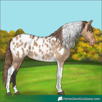Horse Color:Bay Dun Tobiano Appaloosa 