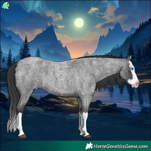 Horse Color:Blue Roan Splash 