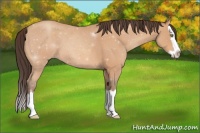 Horse Color:Amber Champagne Roan Splash 
