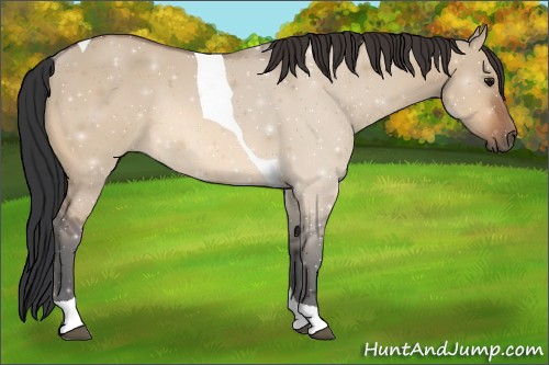 Horse Color:Bay Dun Tobiano Rabicano 