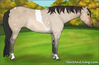 Horse Color:Bay Dun Tobiano Rabicano 
