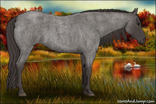 Horse Color:Smoky Blue Roan 