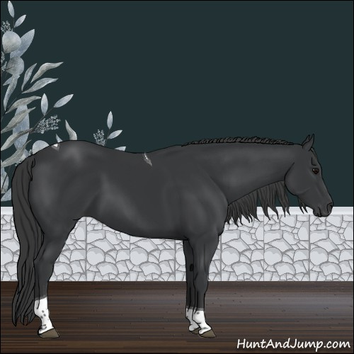 Horse Color:Black Tobiano 