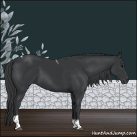 Horse Color:Black Tobiano 