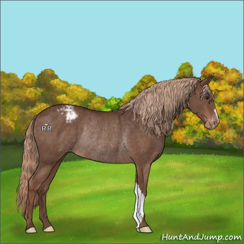 Horse Color:Liver Chestnut Appaloosa Rabicano 