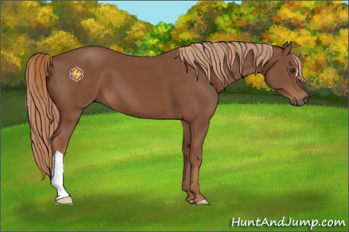 Horse Color:Chestnut 