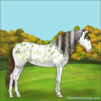 Horse Color:Amber Champagne Ice Onyx Sabino Appaloosa 