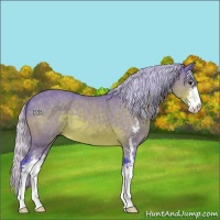 Horse Color:Watercolor Silver Bay Sabino 