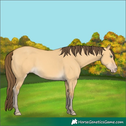 Horse Color:Amber Cream Champagne Dun 