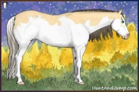 Horse Color:Amber Cream Champagne Splash Frame 