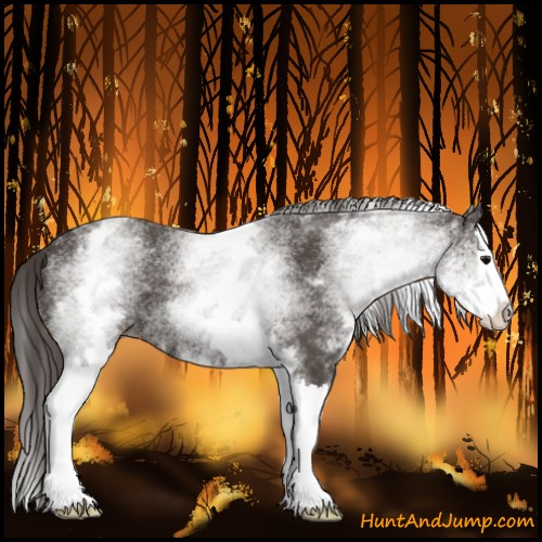 Horse Color:White Spotted Smoky Black Splash 