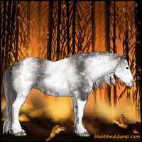 Horse Color:White Spotted Smoky Black Splash 