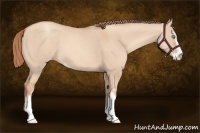 Horse Color:Gold Champagne Dun Sabino 