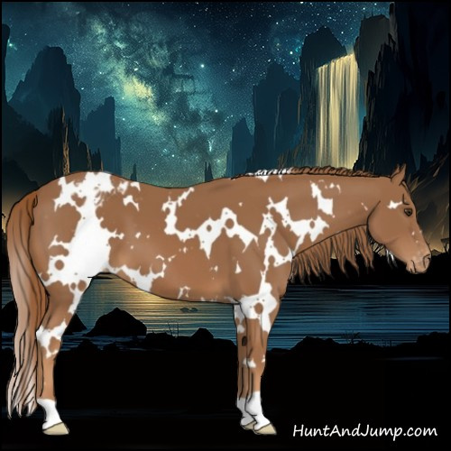 Horse Color:White Spotted Chestnut Blanket