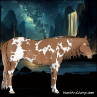 Horse Color:White Spotted Chestnut Blanket 