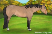 Horse Color:Bay Dun Sabino 