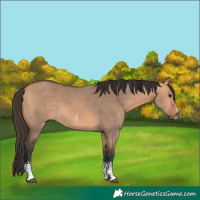 Horse Color:Bay Dun Sabino 