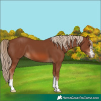 Horse Color:Chestnut 